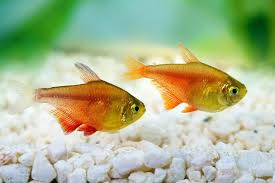 Gold Flame Tetra
