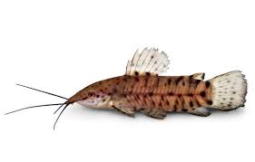 Hoplo Catfish