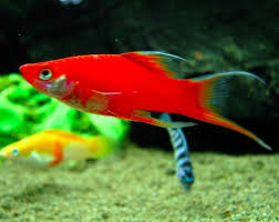 Red Lyretail Molly