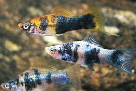 Marble Swordtail