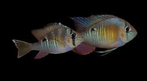 Cupid Cichlid - Wild Caught