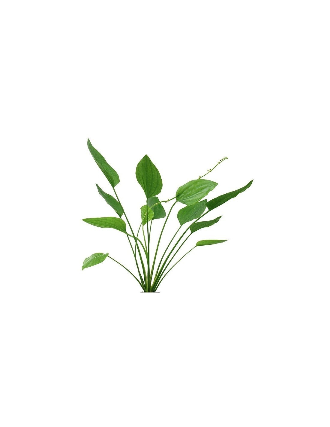 Echinodorus Agrentinesnsis