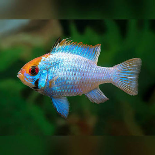 Electric Blue Ram (Mikrogeophagus ramirezi)