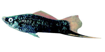 Black Tuxedo Swordtail
