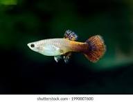 Pink Tuxedo Guppy - Home Bred - Female