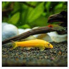 Gold Algae Eater - Gyrinocheilus aymonieri