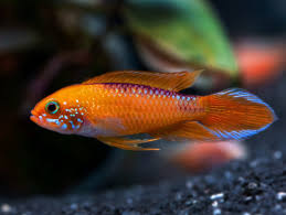 Fire Gold Agassizii Apistogramma 1 M and 1 F Pair