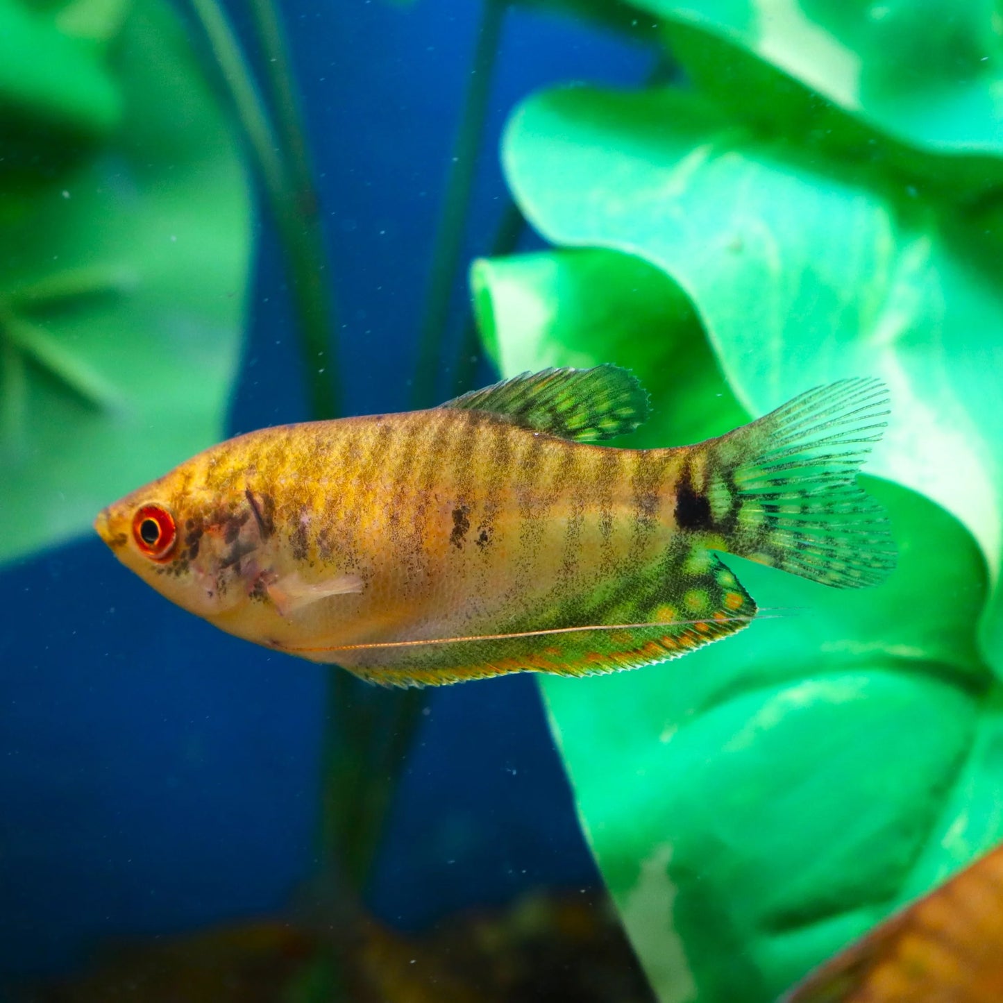 Golden Gourami (Trichopodus trichopterus)