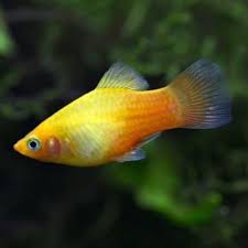 Gold Neon Platy
