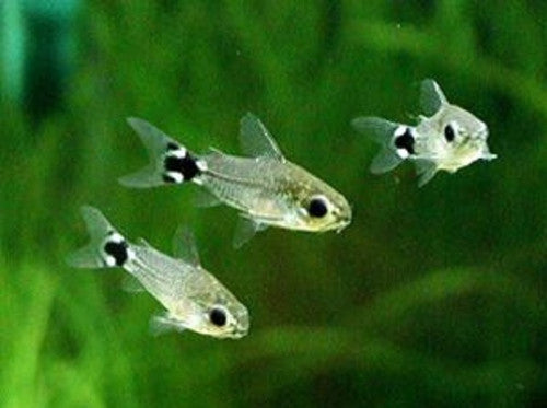 Wild Caught Hastatus Corydoras (Corydoras hastatus)