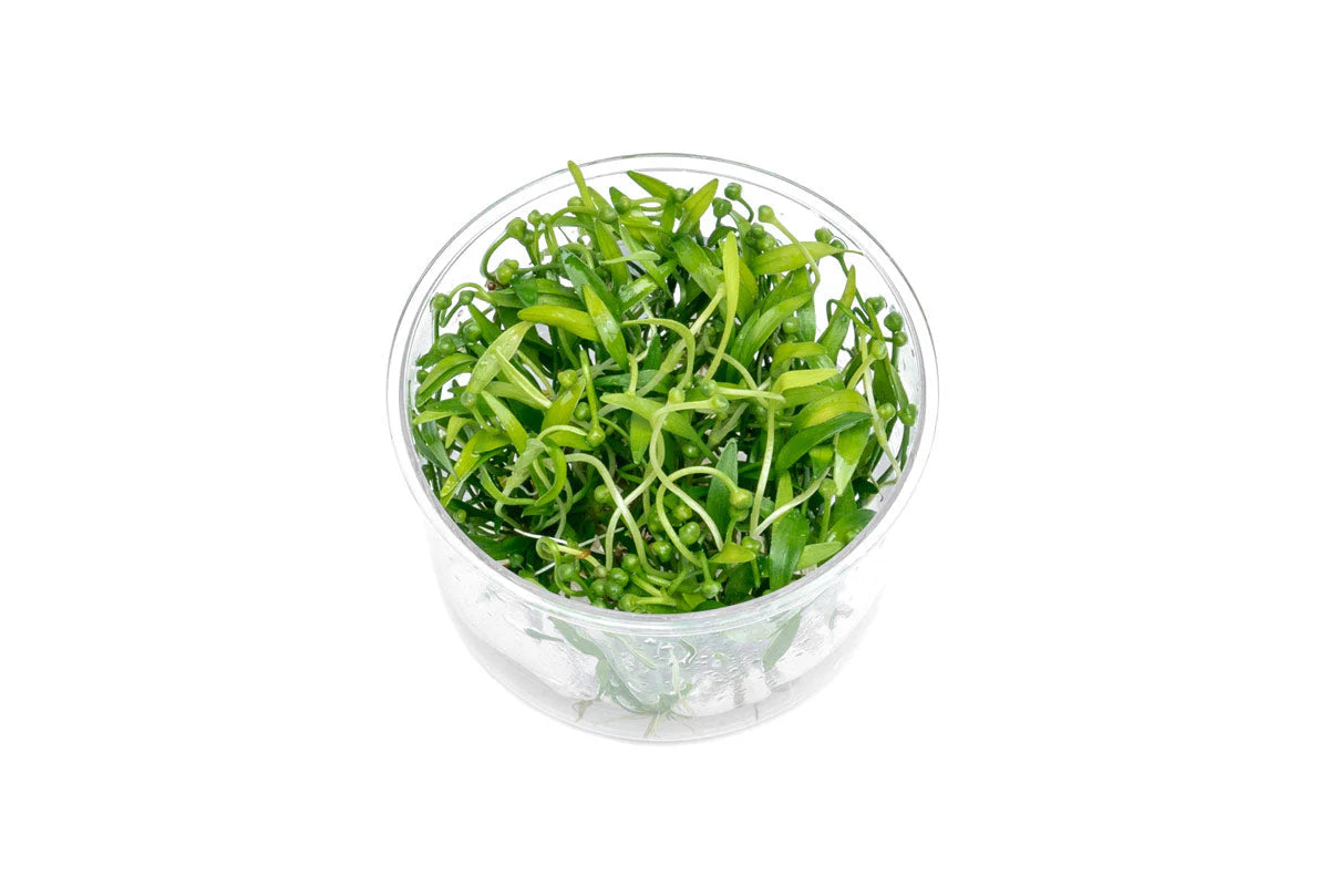 Helanthium tenellum Broad leaf