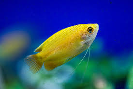 Honey Dwarf Gourami (Trichogaster chuna)