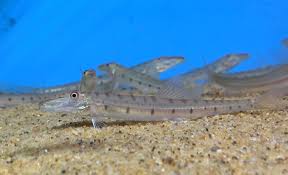 Horse Face Loach (Acantopsis spp.)