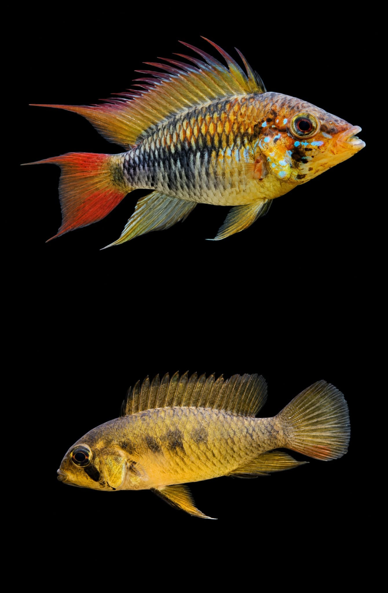 Apistogramma macmasteri (Macmaster's Apisto)