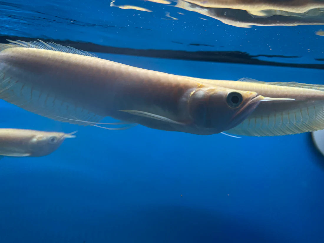 Albino Sliver Arowana