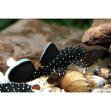 Starlight bristlenose