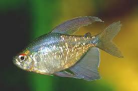 Diamond Tetra - Moenkhausia Pittieri