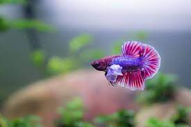 Lavendar dumbo PK male fighter