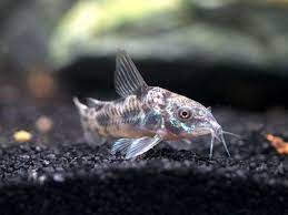 Peppered Corydoras