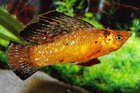 Red Leopard Sailfin Molly