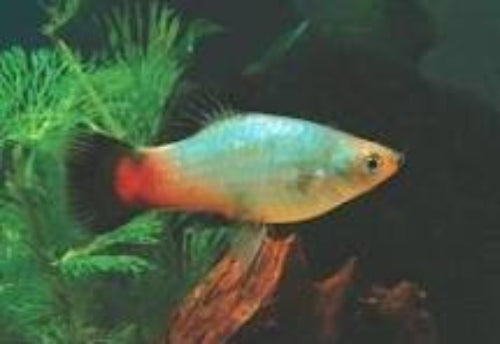 Rainbow wag Platy (Xiphophorus maculatus)