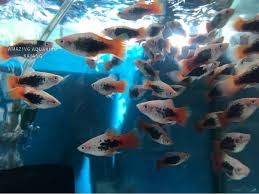 Snow Coral Platy