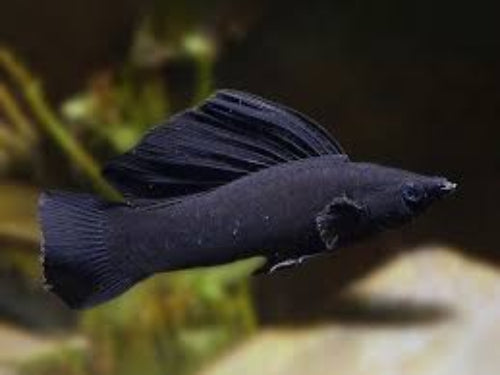 Black Sailfin Molly