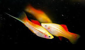 Pineapple Swordtail