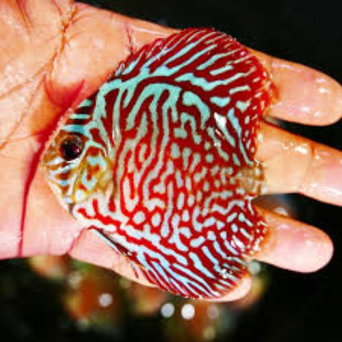 Red Turquoise Discus