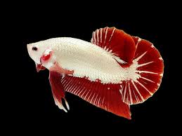 Red Dragon Male Betta