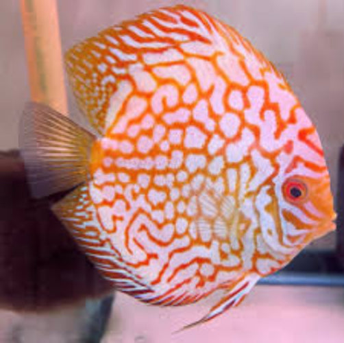 Yellow Pigeon Checkerboard Discus - 9cm