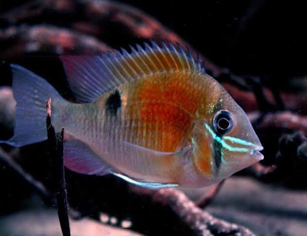 Cupid Cichlid - Wild Caught
