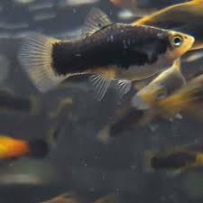 Gold head black platy