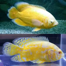 Lemon Oscar