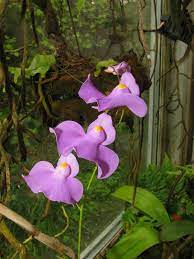 Utricularia Longifolia
