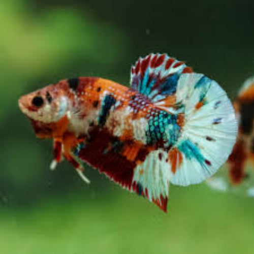 Male Plakat tail Betta