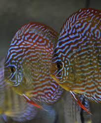 Giant Flora Discus