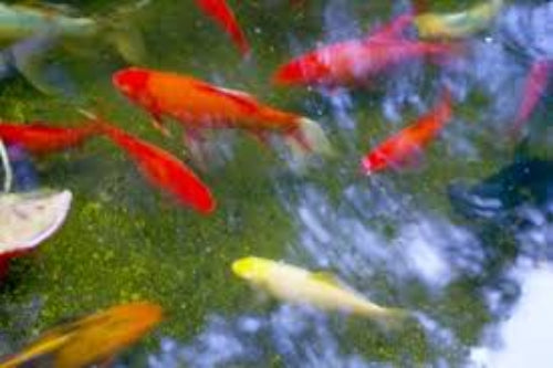 Pond Gold Fish 15-25CM