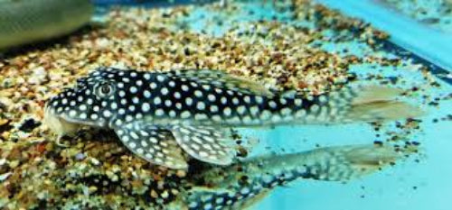 Sunshine Pleco (L014)