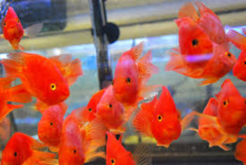 Blood Red Parrot - Large