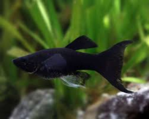 Long Fin Black Lyretail Molly (Poecilia sphenops)