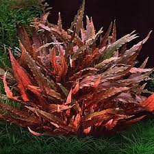 Cryptocoryne Wendtii Red Tissue Culture