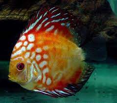 Pigeon Checkerboard Discus medium (6cm)