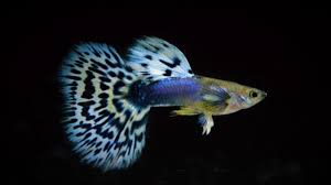 Japan Blue Purple Mosaic - Males