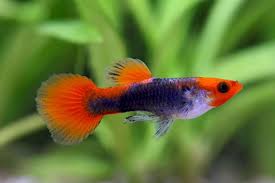 Kohaku Guppy - Male