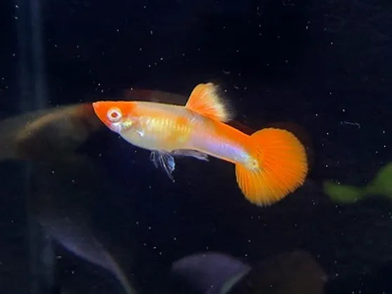 Koi Guppy - Female - Home Bred