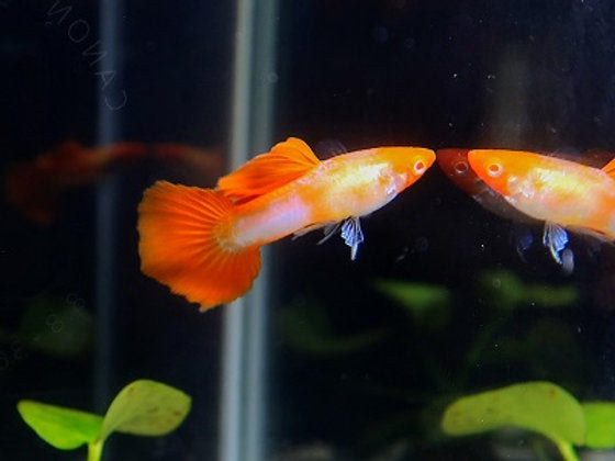 Koi Guppy - Male - Home Bred