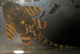 L226 Iquitos Tiger Pleco (Panaqolus changae)