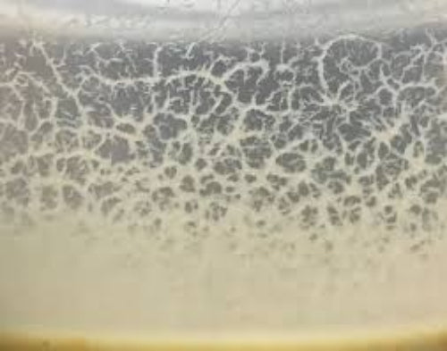 Microworm Stater Culture