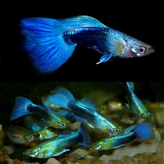 Blue Neon Male Guppy
